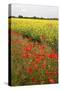 Poppies in an Oilseed Rape Field Near North Stainley-Mark Sunderland-Stretched Canvas