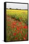 Poppies in an Oilseed Rape Field Near North Stainley-Mark Sunderland-Framed Stretched Canvas