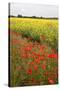 Poppies in an Oilseed Rape Field Near North Stainley-Mark Sunderland-Stretched Canvas