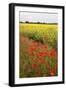 Poppies in an Oilseed Rape Field Near North Stainley-Mark Sunderland-Framed Photographic Print