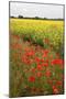 Poppies in an Oilseed Rape Field Near North Stainley-Mark Sunderland-Mounted Photographic Print