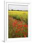 Poppies in an Oilseed Rape Field Near North Stainley-Mark Sunderland-Framed Photographic Print