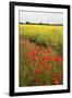 Poppies in an Oilseed Rape Field Near North Stainley-Mark Sunderland-Framed Photographic Print