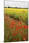 Poppies in an Oilseed Rape Field Near North Stainley-Mark Sunderland-Mounted Photographic Print