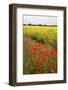 Poppies in an Oilseed Rape Field Near North Stainley-Mark Sunderland-Framed Photographic Print