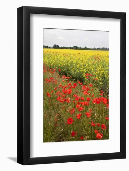 Poppies in an Oilseed Rape Field Near North Stainley-Mark Sunderland-Framed Photographic Print