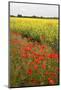 Poppies in an Oilseed Rape Field Near North Stainley-Mark Sunderland-Mounted Photographic Print