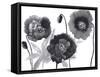 Poppies in Black and white-Neela Pushparaj-Framed Stretched Canvas