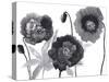 Poppies in Black and white-Neela Pushparaj-Stretched Canvas
