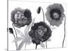 Poppies in Black and white-Neela Pushparaj-Stretched Canvas