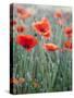 Poppies in Bloom, Washington, USA-Brent Bergherm-Stretched Canvas