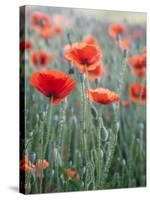 Poppies in Bloom, Washington, USA-Brent Bergherm-Stretched Canvas