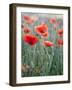 Poppies in Bloom, Washington, USA-Brent Bergherm-Framed Photographic Print