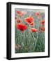 Poppies in Bloom, Washington, USA-Brent Bergherm-Framed Photographic Print