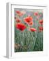 Poppies in Bloom, Washington, USA-Brent Bergherm-Framed Photographic Print