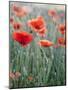 Poppies in Bloom, Washington, USA-Brent Bergherm-Mounted Photographic Print