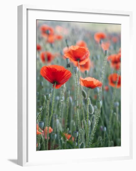 Poppies in Bloom, Washington, USA-Brent Bergherm-Framed Photographic Print