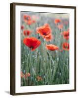 Poppies in Bloom, Washington, USA-Brent Bergherm-Framed Photographic Print