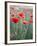 Poppies in Bloom, Washington, USA-Brent Bergherm-Framed Photographic Print