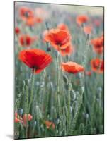 Poppies in Bloom, Washington, USA-Brent Bergherm-Mounted Photographic Print