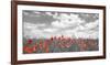 Poppies in corn field, Bavaria, Germany-Frank Krahmer-Framed Giclee Print