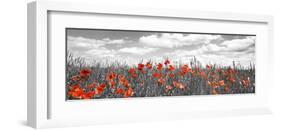 Poppies in corn field, Bavaria, Germany-Frank Krahmer-Framed Giclee Print