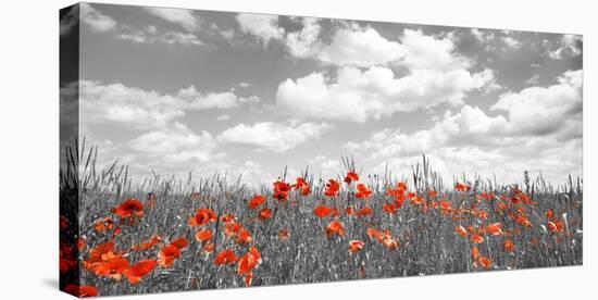 Poppies in corn field, Bavaria, Germany-Frank Krahmer-Stretched Canvas