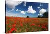 Poppies in field near Binham and Holt, North Norfolk-Geraint Tellem-Stretched Canvas