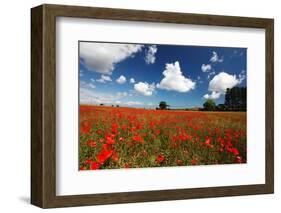 Poppies in field near Binham and Holt, North Norfolk-Geraint Tellem-Framed Photographic Print