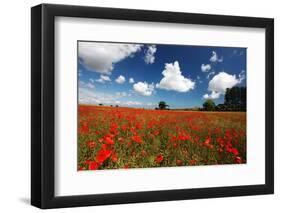 Poppies in field near Binham and Holt, North Norfolk-Geraint Tellem-Framed Photographic Print