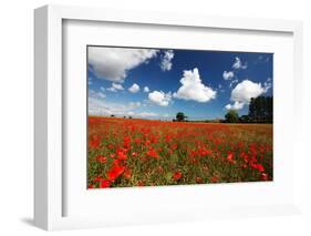 Poppies in field near Binham and Holt, North Norfolk-Geraint Tellem-Framed Photographic Print