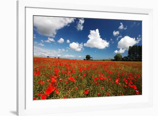 Poppies in field near Binham and Holt, North Norfolk-Geraint Tellem-Framed Photographic Print