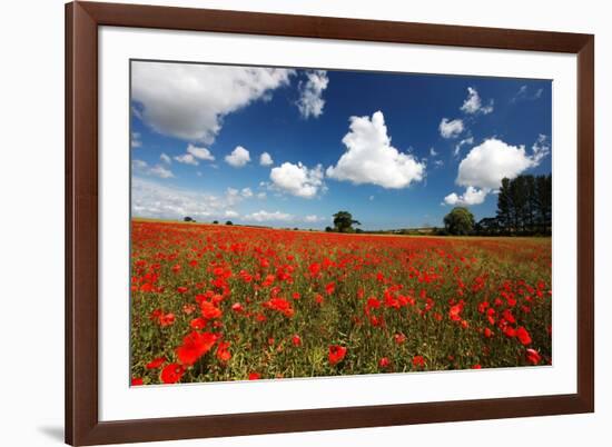 Poppies in field near Binham and Holt, North Norfolk-Geraint Tellem-Framed Photographic Print