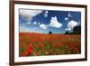 Poppies in field near Binham and Holt, North Norfolk-Geraint Tellem-Framed Photographic Print