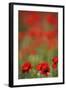 Poppies in Flower, La Serena, Extremadura, Spain, April 2009-Widstrand-Framed Photographic Print