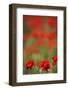 Poppies in Flower, La Serena, Extremadura, Spain, April 2009-Widstrand-Framed Photographic Print