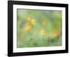 Poppies in Forest-Don Paulson-Framed Giclee Print