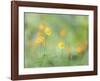 Poppies in Forest-Don Paulson-Framed Giclee Print