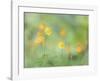 Poppies in Forest-Don Paulson-Framed Giclee Print