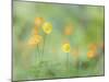 Poppies in Forest-Don Paulson-Mounted Giclee Print