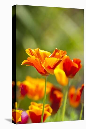 Poppies in Full Bloom, Seattle, Washington, USA-Terry Eggers-Stretched Canvas