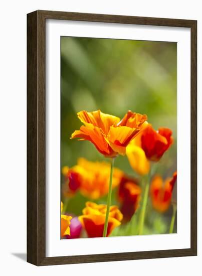 Poppies in Full Bloom, Seattle, Washington, USA-Terry Eggers-Framed Photographic Print