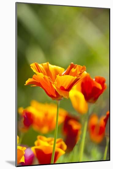 Poppies in Full Bloom, Seattle, Washington, USA-Terry Eggers-Mounted Photographic Print
