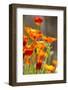 Poppies in Full Bloom, Seattle, Washington, USA-Terry Eggers-Framed Photographic Print