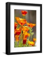 Poppies in Full Bloom, Seattle, Washington, USA-Terry Eggers-Framed Photographic Print