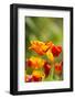 Poppies in Full Bloom, Seattle, Washington, USA-Terry Eggers-Framed Photographic Print