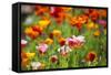 Poppies in Full Bloom-Terry Eggers-Framed Stretched Canvas