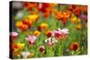 Poppies in Full Bloom-Terry Eggers-Stretched Canvas