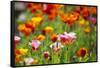 Poppies in Full Bloom-Terry Eggers-Framed Stretched Canvas