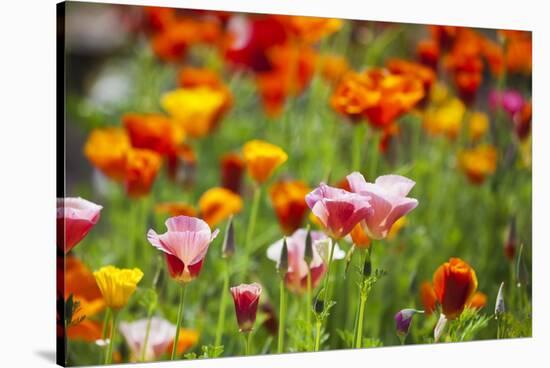 Poppies in Full Bloom-Terry Eggers-Stretched Canvas